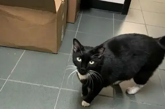 Lost Кошка, Northwest 24th Place, 19467, Pembroke Pines - left ear clipped - photo