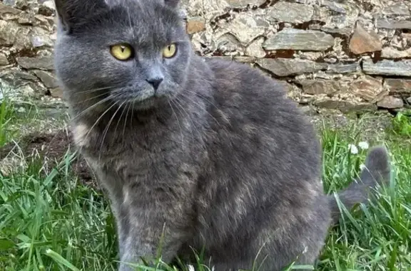 Chat perdu, La Roche-sur-Yon, photo: Perdu chat femelle, Impasse des Canaris, Les Sables-d'Olonne - Sushi est craintive