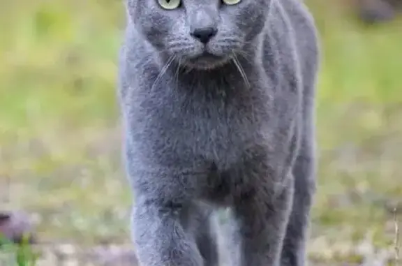 Perdu chat homme, Chemin de Falet Pont de Crau, Arles - gris croisé Chartreux - photo