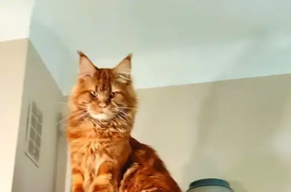 Animaux perdus Cahors, photo: Perdu chat homme, Cours de Reffye, Tarbes - roux aux yeux dorés
