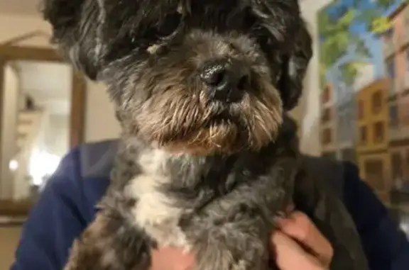 Animaux trouvés Trélissac, photo: Trouvé chien homme, Rue des Feuillardiers, 16, Trélissac - collier en cuir rouge