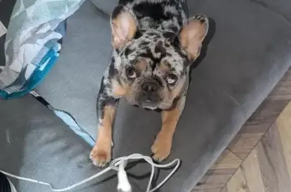 Lost Merle French Bulldog in Rutland