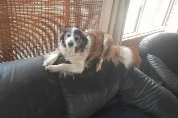 Help Find Maja: Stolen Border Collie