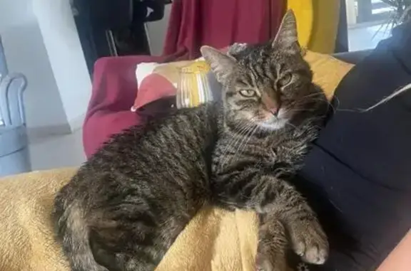Perdu chatte, Rue des Bambous, 6, Moussac - queue cassée, 15 ans - photo
