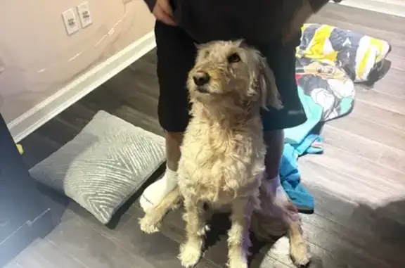 Lost Собака, Brookington Drive, 11942, Bridgeton - Golden doodle - photo