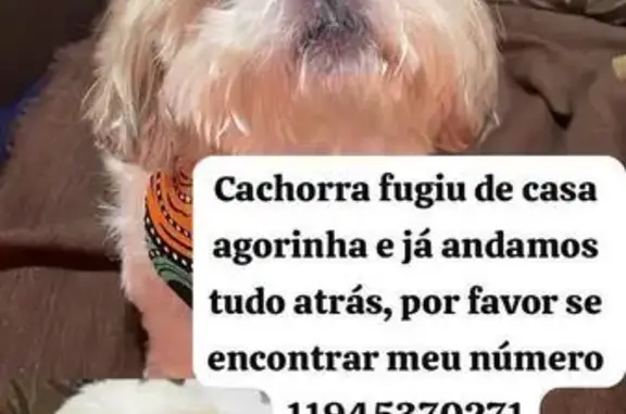 Cachorro perdido
