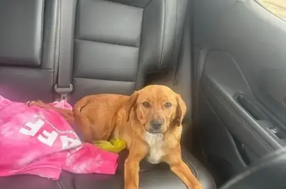 Red coat, white chest. Intact male. Recent stitches on neck. 8-9 months old. 20lbs. Great personality. Knows sit and drop it.