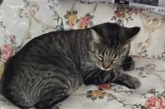 Gato Perdido en Valdemoro: Concha Espina 24