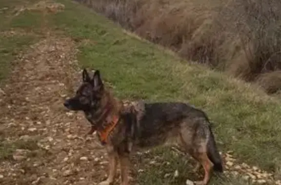 Perdu chien femelle, Vorly, Centre-Val de Loire - Laika, 9 ans, noire et marron - photo