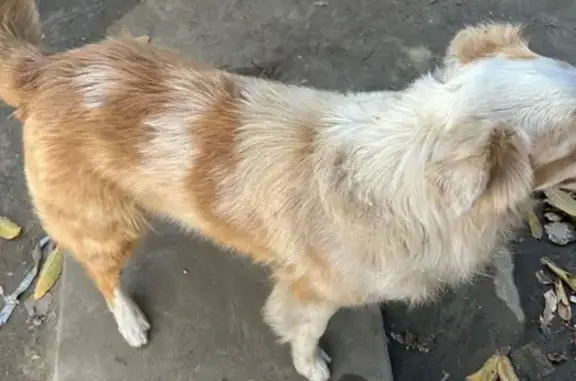 Found dog Lynwood, photo: Found Собака, Olanda Street, 5412, Lynwood - white and light brown fur