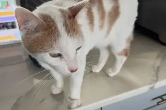 Lost male cat, Harbor Breeze Drive, Wilmington - distinctive orange markings - photo