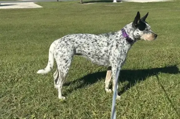 Lost Собака, Female, Northwest 21st Street, 8105, Ocala, Camden - very shy, do not chase - photo