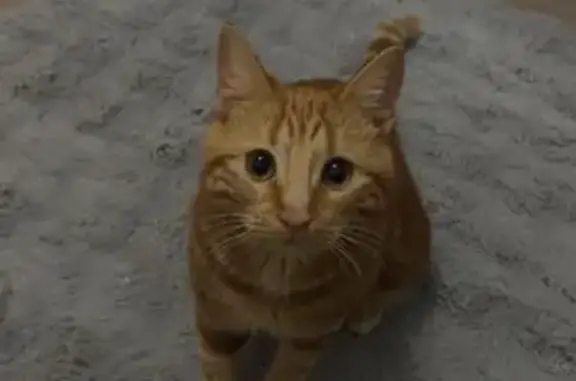 Chat perdu, Marignane, photo: Perdu chat mâle, Rue Comté de la Bourdonnais Bertrand, 35, Marignane - roux tigres et craintif