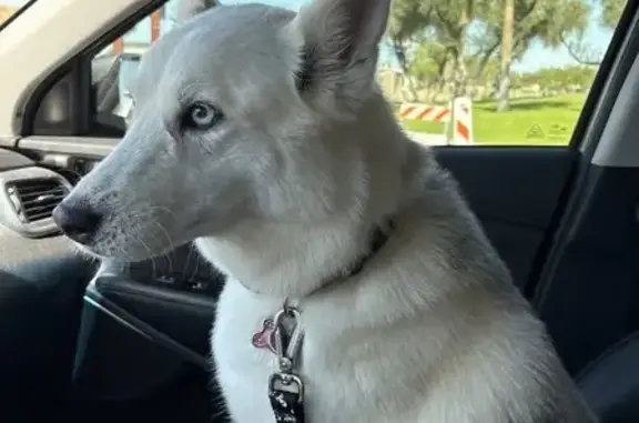 Lost Собака, Female, East Nielson Avenue, 1413, Mesa, Phoenix - very skittish and a runner - photo