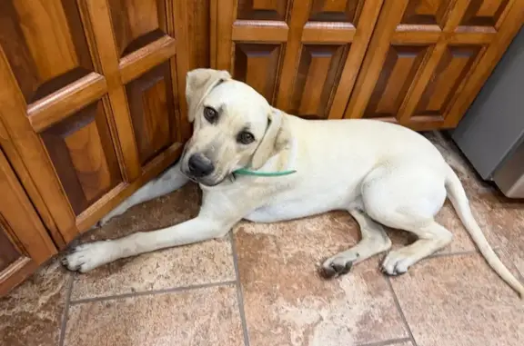 Lost Собака, Arkansas 161, 27112, England - young black mouth cur puppy - photo