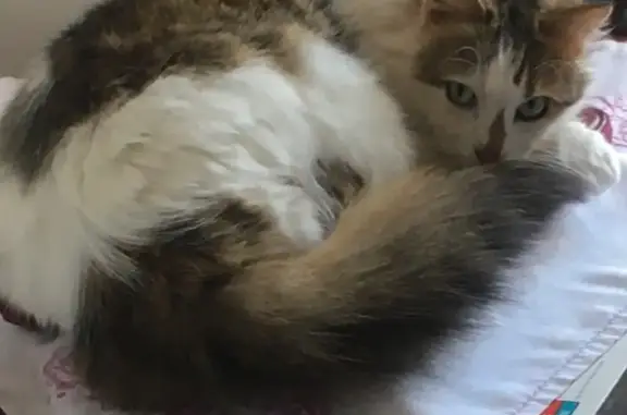 Animaux perdus Grand-Couronne, photo: Perdu chat homme, Rue Georges Clemenceau, 14, Grand-Couronne - peut être bloqué dans une cave/garage