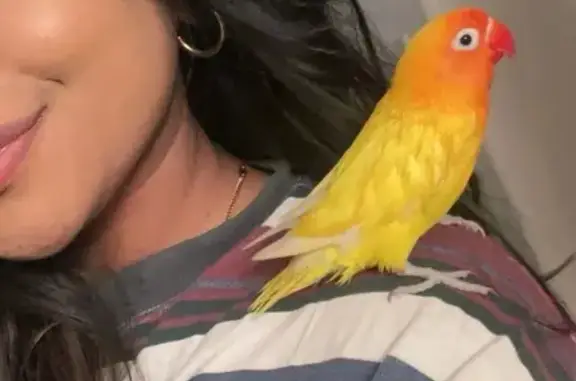 Lost pets El Mirage, photo: Lost Bird, Female, West Evans Drive, El Mirage - Bright yellow lovebird