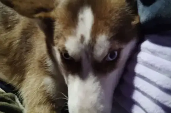Lost dog, North Maple Street, 1419, North Little Rock - female red or copper Husky - photo