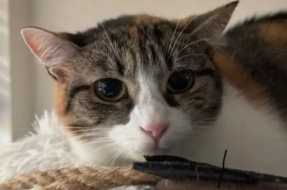 Lost Кошка, 23rd Parkway, 4700, Temple Hills - Calico with green eyes - photo