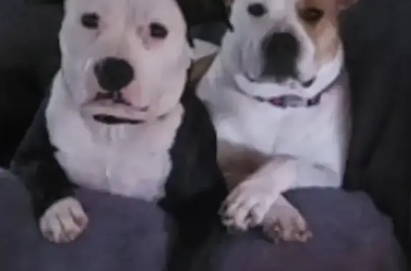 Lost Собака, Perry, Georgia - black and white male - photo