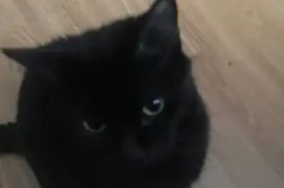 Lost кошка, Waukegan, Illinois - green eyes - photo