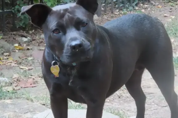 Lost собака, Female, Wyoming Street, 4808, Kansas City - Short black Staffordshire Terrier mix - photo