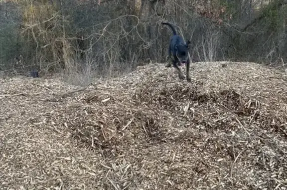 Found dog Gravois Mills, photo: Found Собака, MO TT, Gravois Mills - young male with shiny black coat
