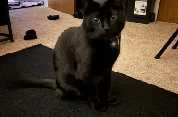 Lost Кошка, Quandt Avenue, 9799, Allen Park - black with white spot - photo