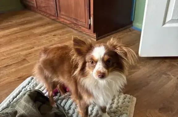 Lost Собака, Female, Palmer Road, 3994, Milburn - photo