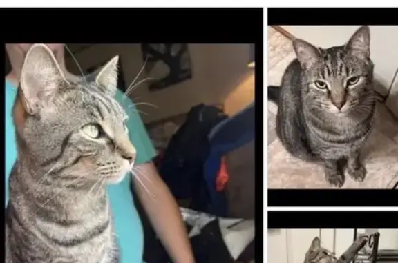 Lost Кошка, Hot Shot Drive, Clarksville - Large Male tabby - photo