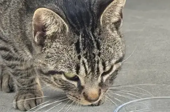 Lost and found pets Liberty Triangle, photo: Found Кошка, Southwest 78th Circle, 13099, Liberty Triangle - big dark stripe, green eyes
