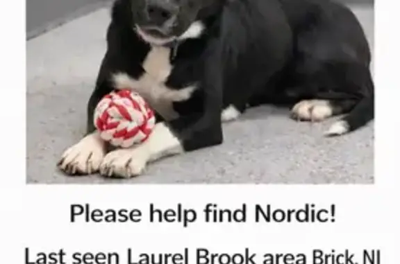 Lost Собака, Female, Ocean Avenue, Brick Township, Ramtown - Black with white markings - photo