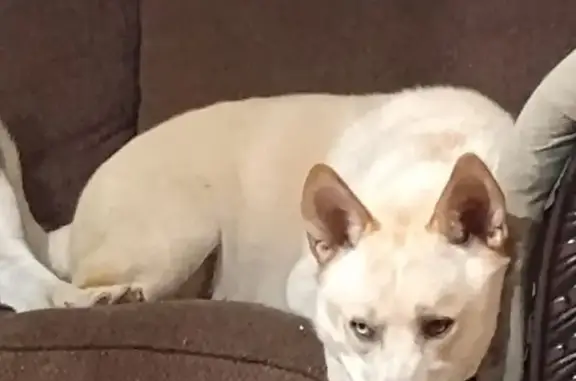 Lost Собаka, Marthena Avenue, 203, Addington - white male husky mix - photo