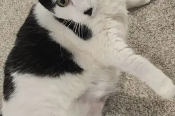 Lost and found pets Des Moines, photo: Lost кошка, Des Moines, Iowa