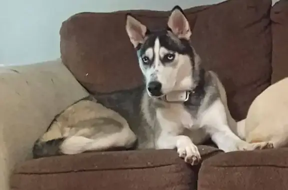 Lost собака, Marthena Avenue, 203, Addington - black and white husky female - photo