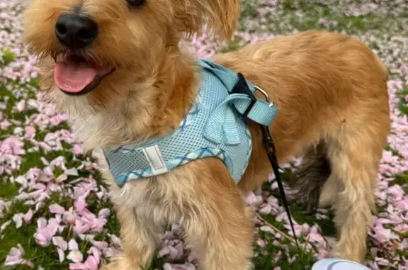 Lost Dog, Noble Avenue, 1836, Bridgeport - Male Havanese Yorkie with Bow Tie - photo
