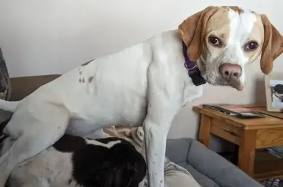 Lost Собака, Loon Drive, 64, Cohasset - English pointer - photo