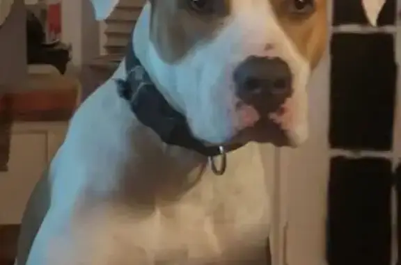 Lost Собака, West Jackson Avenue, 1001, Harlingen - his name is Diego - photo