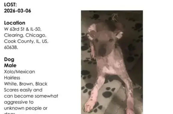Lost Собака, South Cicero Avenue, 6315, Chicago - Xoloitzcuintli with brown specs - photo