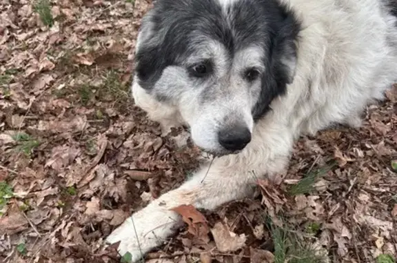 Found dog Arlington, photo: Found Собака Female, Burwood, Tennessee - older dog with a collar