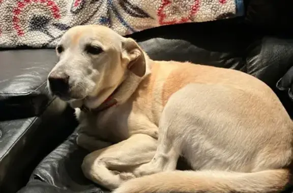 Lost Собака, Alabama 87, 701, Elba - small lump on left front leg - photo