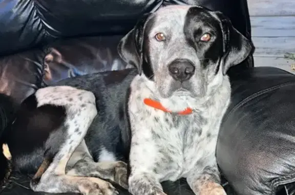 Lost Собака, County Road 401, 966, Elba - Orange collar - photo