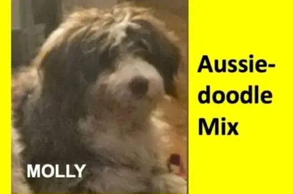 Lost Собака, Millinocket, Maine - aussiedoodle mix - photo