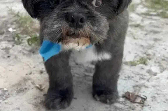 Lost Собака, Avenida Florencia, 2420, Brownsville - partly blind, blue bow collar - photo