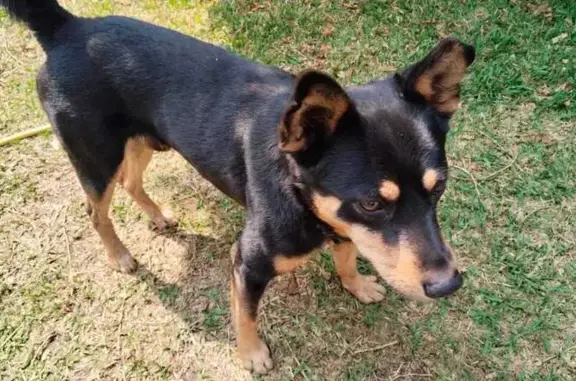 Perro Negro y Café Encontrado:...