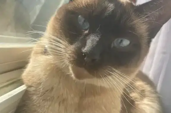 Lost Кошка, Hemlock Drive, 11, Baywood, Bay Shore - cream and black sealpoint siamese - photo