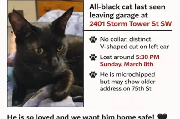 Lost and found pets Albuquerque, photo: Lost кошка, Devils Tower Street Southwest, 2400, Albuquerque - V cut scar on his ear