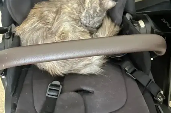 Missing cat , photo: Lost Long-Haired Cat: Grey & Orange