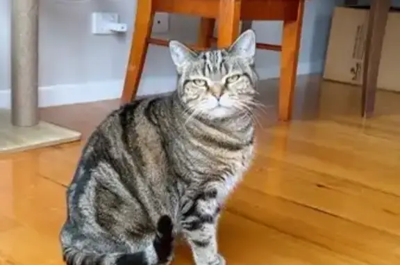 Lost pets , photo: Lost Tabby Cat in Knox City, Victoria