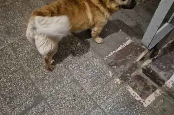 Знайдено рудого собаку в район...